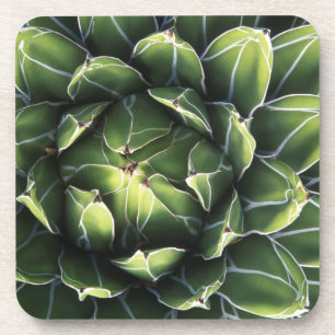 Dessous-de-verre N.A., États-Unis, Arizona, Tucson, désert de Sonor