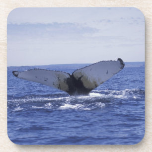 Dessous-de-verre NA, Canada, Terre-Neuve, baie de Trinity. Baleine