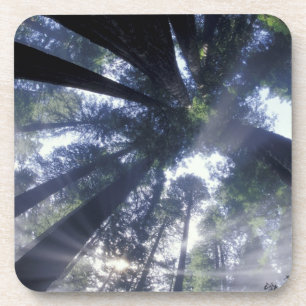 Dessous-de-verre NA, États-Unis, Californie, Del Norte Redwoods Sta