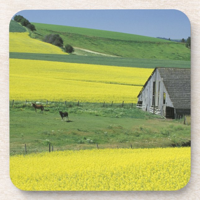 Dessous-de-verre NA, États-Unis, Idaho, près de Potlatch, Canola et (Devant)