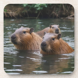 Dessous-de-verre Nage des capybaras dans la rivière,