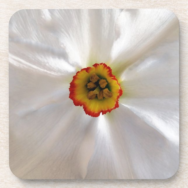 Dessous-de-verre narcisse blanche perle (Devant)