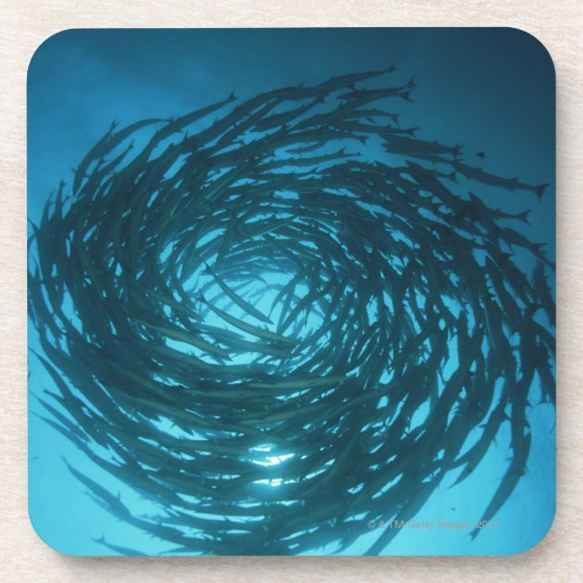 Dessous-de-verre Natation de barracuda de Blackfin en cercles (Devant)