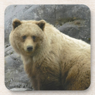 Dessous-de-verre Nature de destin d'animaux de l'Alaska d'ours