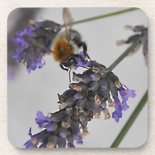 Dessous-de-verre Natures de merveilleux travailleurs (Devant)
