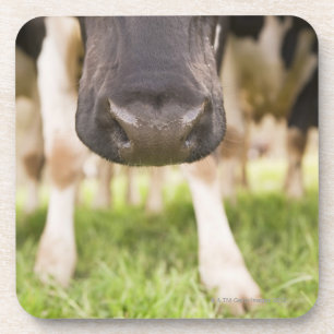Dessous-de-verre Nez de vache