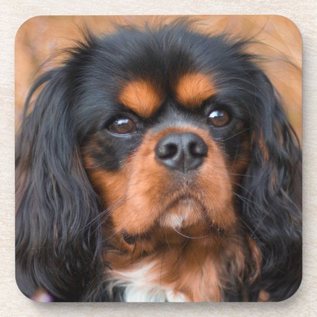 Dessous-de-verre Noir et Tan Cavalier King Charles Spaniel Chien (Devant)