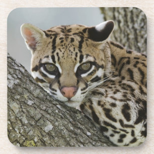 Dessous-de-verre Ocelot, Felis pardalis, captif, femelle au repos 2