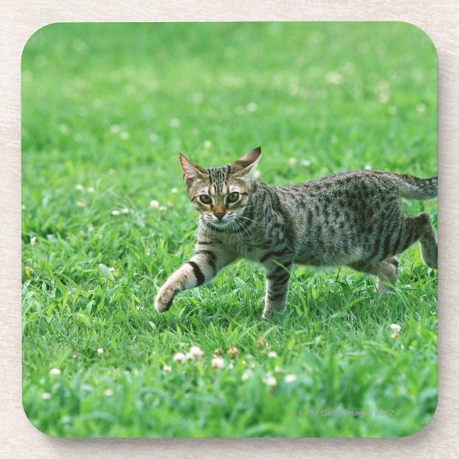 Dessous-de-verre Ocicat (Devant)