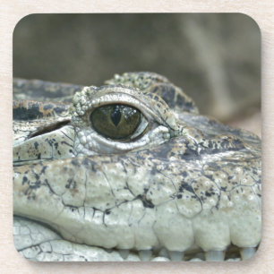 Dessous de verre oculaires crocodiles