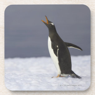 Dessous-de-verre Oiseau adulte de pingouin de Gentoo (Pygoscelis