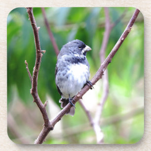 Dessous-de-verre Oiseau bleu