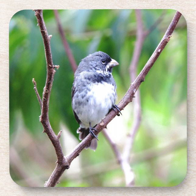 Dessous-de-verre Oiseau bleu (Devant)