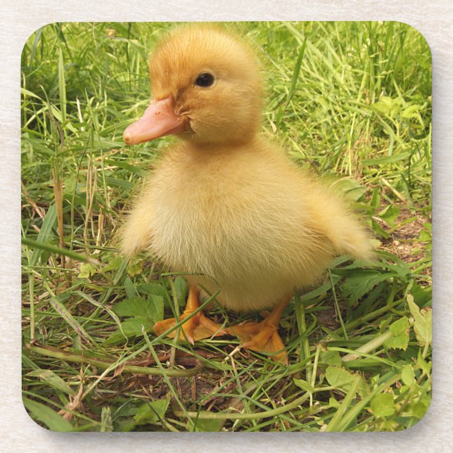 Dessous-de-verre oiseau, canard, canard, jaune, nature, mignonette, (Devant)