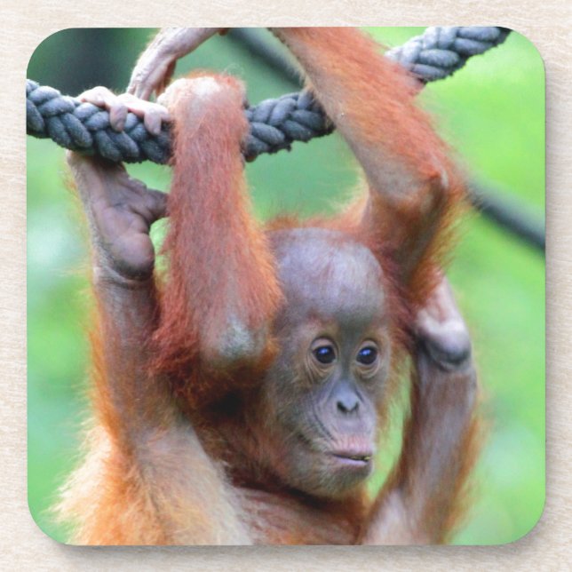 Dessous-de-verre Orang Utan 029 (Devant)