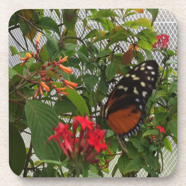 DESSOUS-DE-VERRE ORANGE BUTTERFLY (Devant)