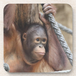 Dessous-de-verre OrangUtan 002