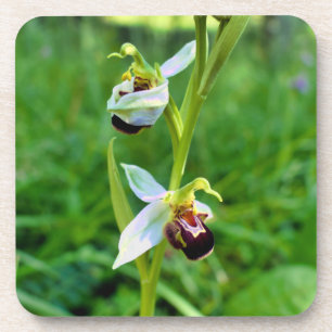 Dessous-de-verre Orchidée