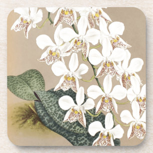 Dessous-de-verre Orchidées