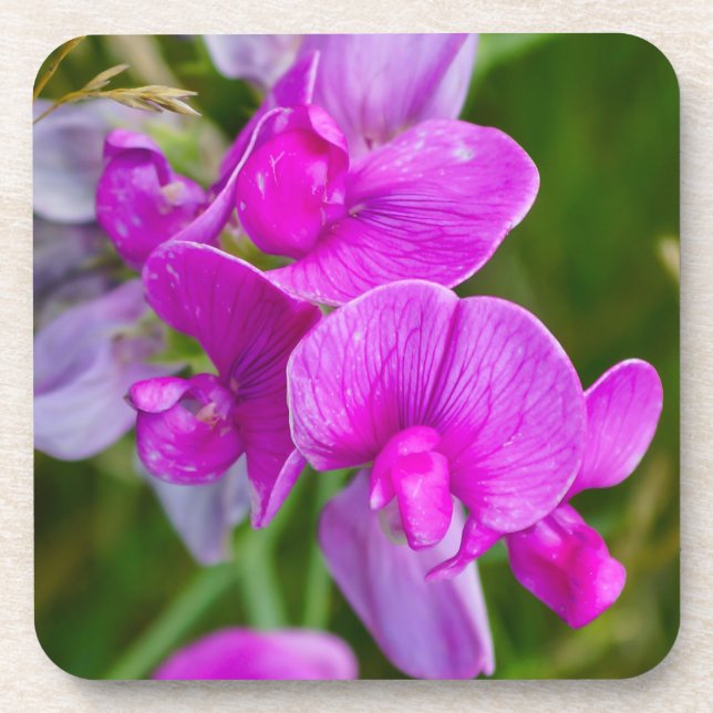 Dessous-de-verre Orchidées violettes (Devant)