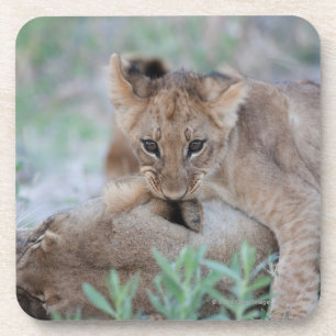 Dessous-de-verre Oreille acérée de mères de petit animal de lion