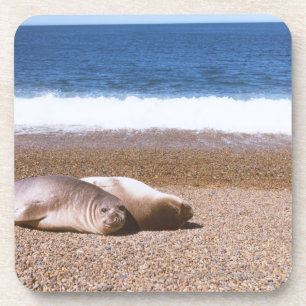 Dessous-de-verre Otaries se reposant sur la plage