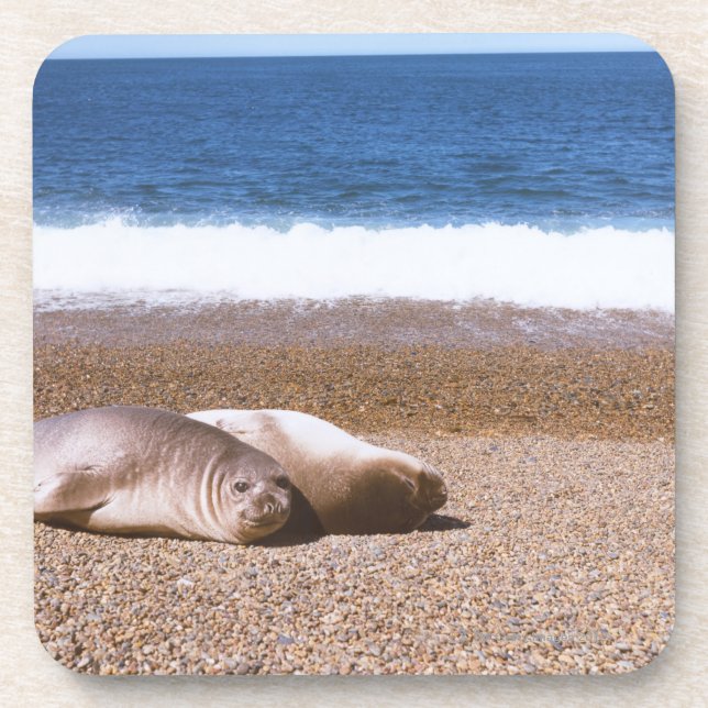 Dessous-de-verre Otaries se reposant sur la plage (Devant)