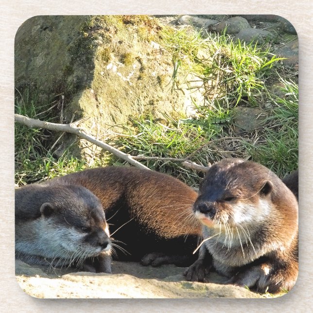 DESSOUS-DE-VERRE OTTERS (Devant)