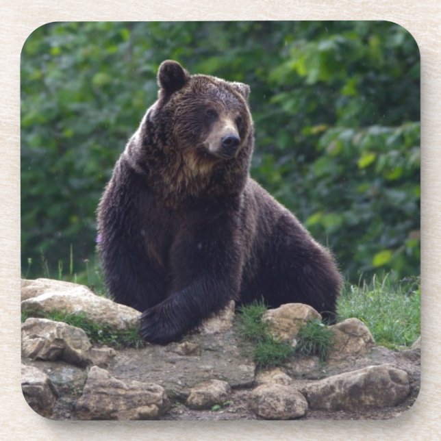 Dessous-de-verre Ours Brown (Devant)