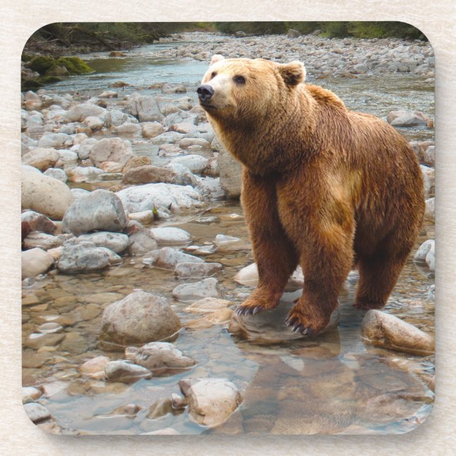 Dessous-de-verre Ours Brown dans le ruisseau (Devant)