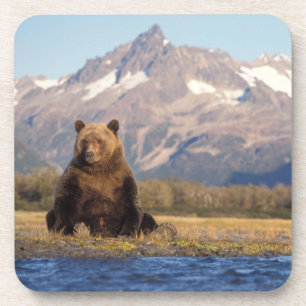 Dessous-de-verre ours brun, Ursus arctos, grizzly, Ursus