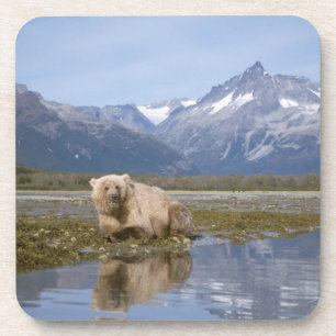 Dessous-de-verre ours brun, Ursus arctos, grizzly, Ursus 4