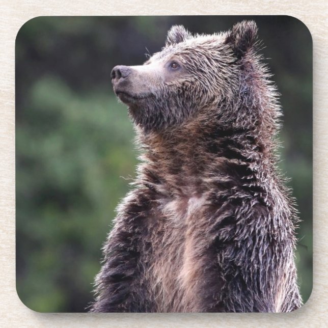 Dessous-de-verre Ours gris debout (Devant)