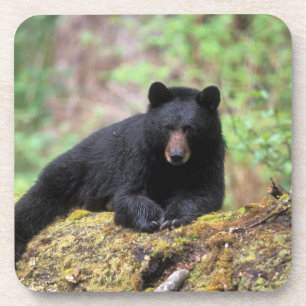 Dessous-de-verre Ours noir sur une vieille bille dans la