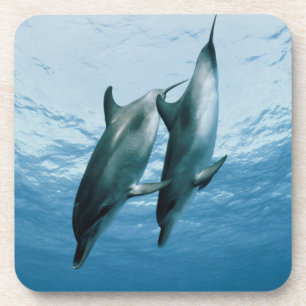 Dessous-de-verre Paire de dauphins