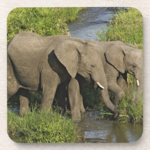 Dessous-de-verre Paire d'éléphants d'Afrique Masai Mara