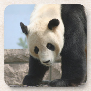 Dessous-de-verre Panda20170506_by_JAMFoto
