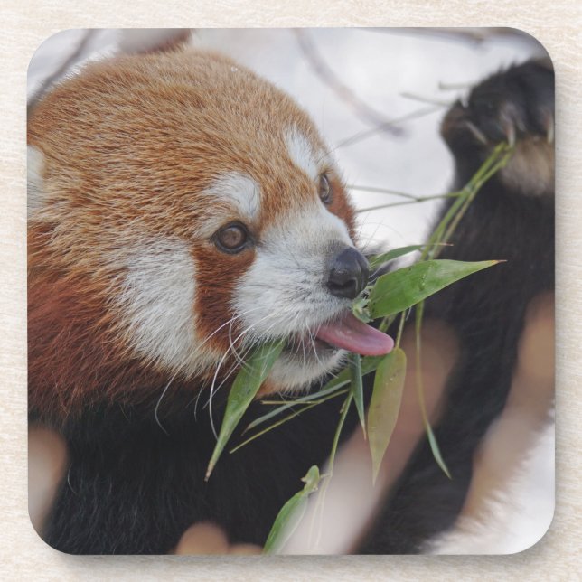 Dessous-de-verre panda rouge impression animale mignon (Devant)