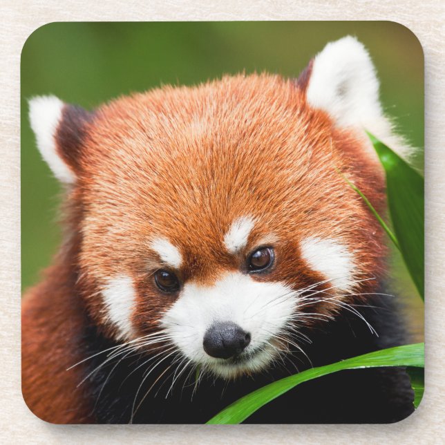 Dessous-de-verre Panda roux mignon (Devant)