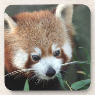 Dessous-de-verre Panda roux, Taronga Zoo, Sydney, Australie