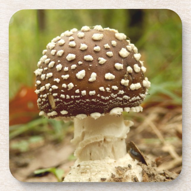 Dessous-de-verre Panther Cap Mushroom Hard Plastic Coasters (Devant)