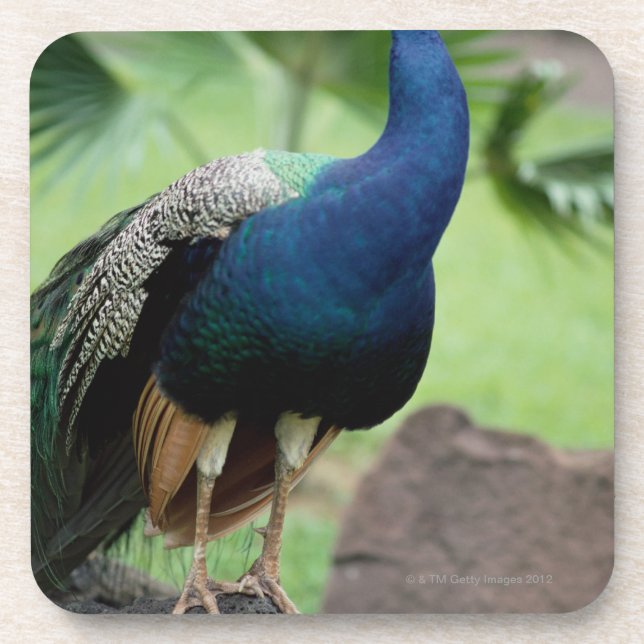 Dessous-de-verre Paon été perché sur la roche (Devant)