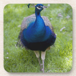 Dessous-de-verre Paon masculin (cristatus de Pavo)
