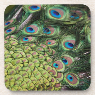 Dessous-de-verre Paon masculin (cristatus de Pavo) montrant la
