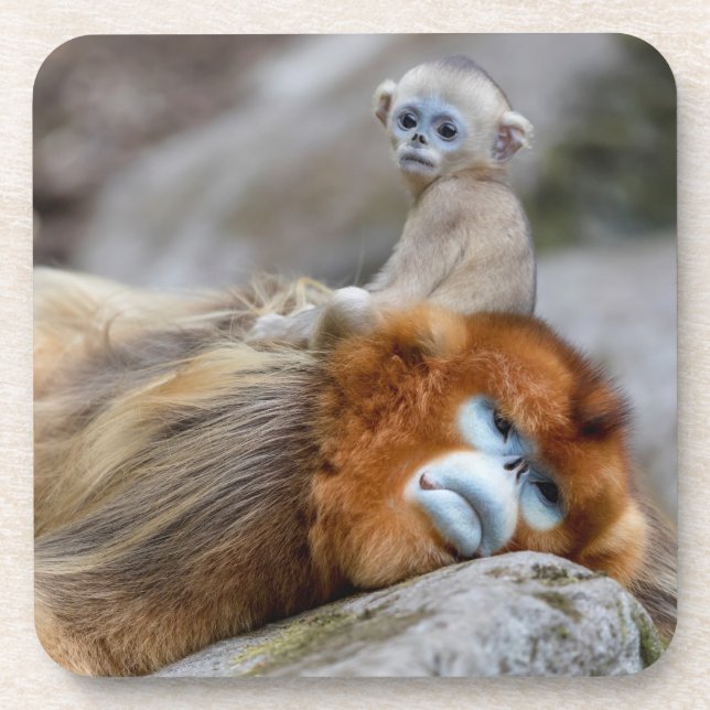 Dessous-de-verre Papa singe à nez doré avec bébé (Devant)
