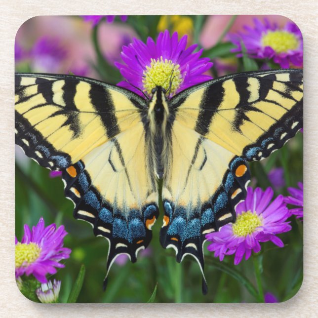 Dessous-de-verre Papillon à queue d'hirondelle sur marguerite (Devant)