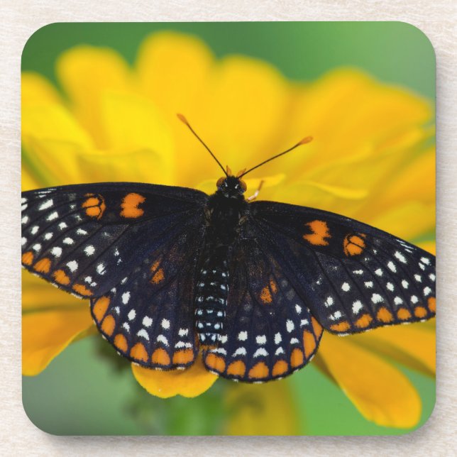 Dessous-de-verre Papillon à taches à carreaux de Baltimore (Devant)