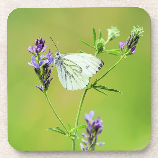 Dessous-de-verre Papillon blanc à veines vertes (Devant)