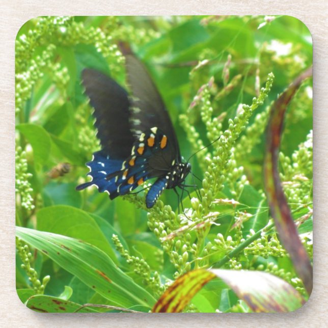 Dessous-de-verre Papillon bleu noir et orange (Devant)