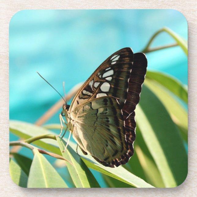 Dessous-de-verre Papillon Brun Ailes Fermées (Devant)